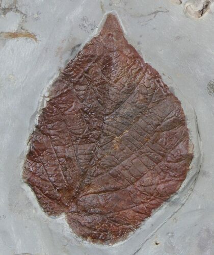 Fossil Leaf (Beringiaphyllum) - Montana #37216
